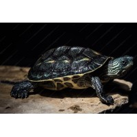 Tortuga de agua - Ocadia Sinensis - mauremys sinensis